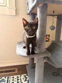 Bowser - Photo 4