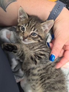 ACE - Domestic Short Hair available for adoption