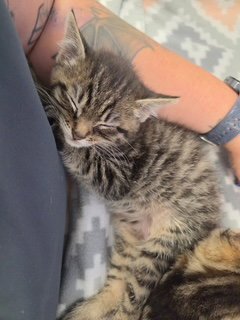 ACE - Domestic Short Hair available for adoption