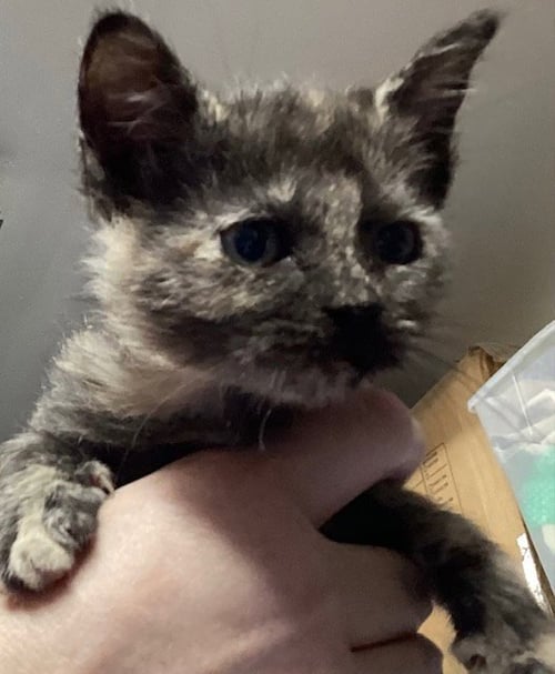 STAN 2 - Domestic Short Hair available for adoption
