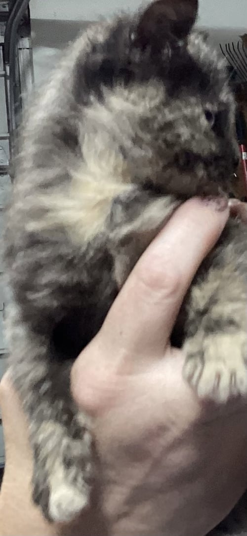 STAN 2 - Domestic Short Hair available for adoption
