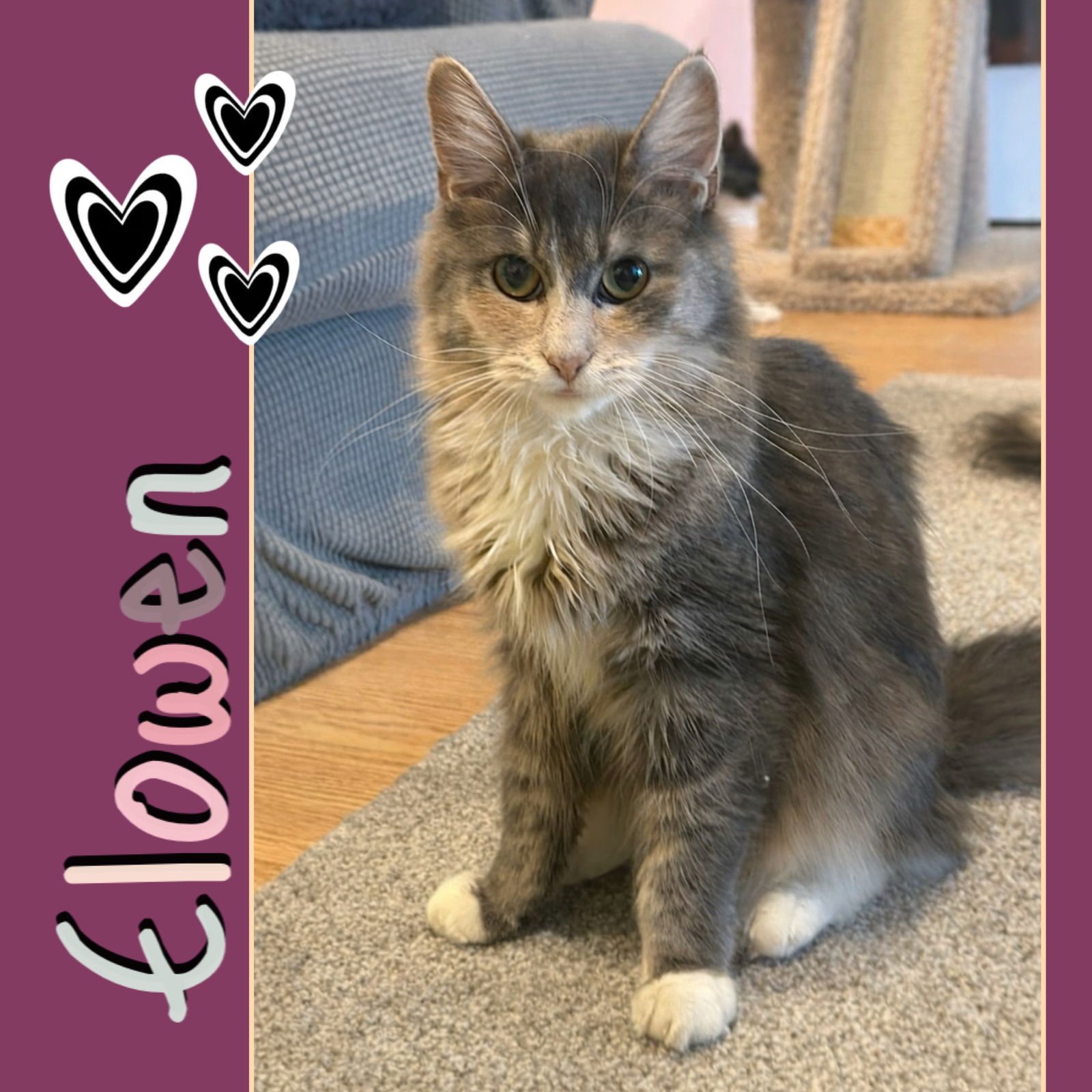 ELOWEN (CALM, GENTLE, SO SWEETL) - Domestic Medium Hair available for adoption