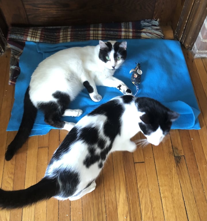 Chester (bonded with Moo) Image