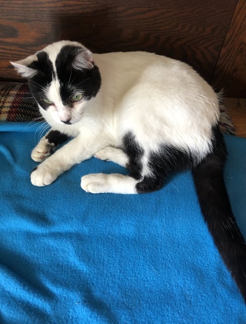 CHESTER (BONDED WITH MOO) - Domestic Short Hair available for adoption