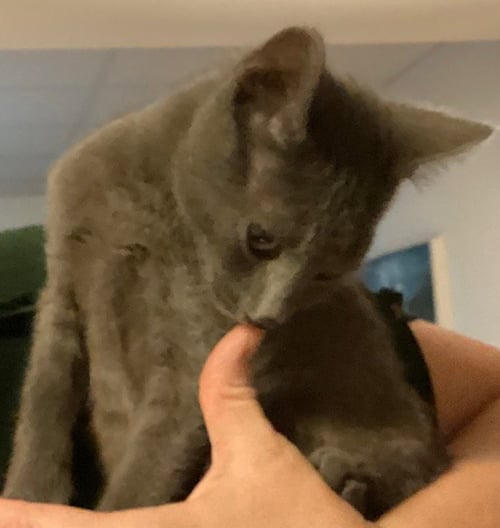 GLASGOW - Domestic Short Hair available for adoption