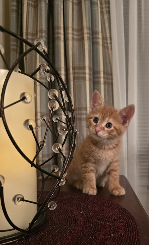 SUNNY - Domestic Short Hair available for adoption
