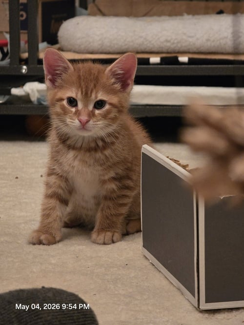 SUNNY - Domestic Short Hair available for adoption