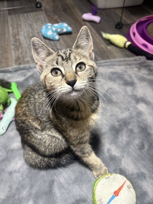 NYX - Domestic Short Hair available for adoption