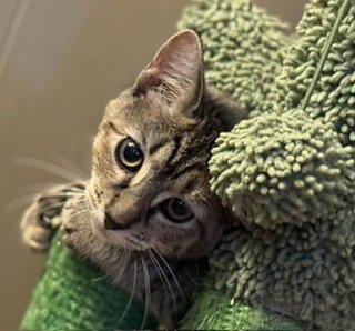 NYX - Domestic Short Hair available for adoption