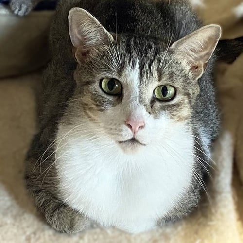 JOLIET - Domestic Short Hair available for adoption