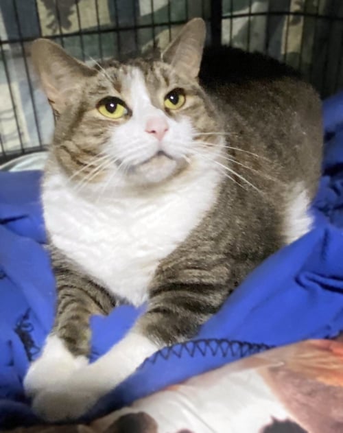 JOLIET - Domestic Short Hair available for adoption