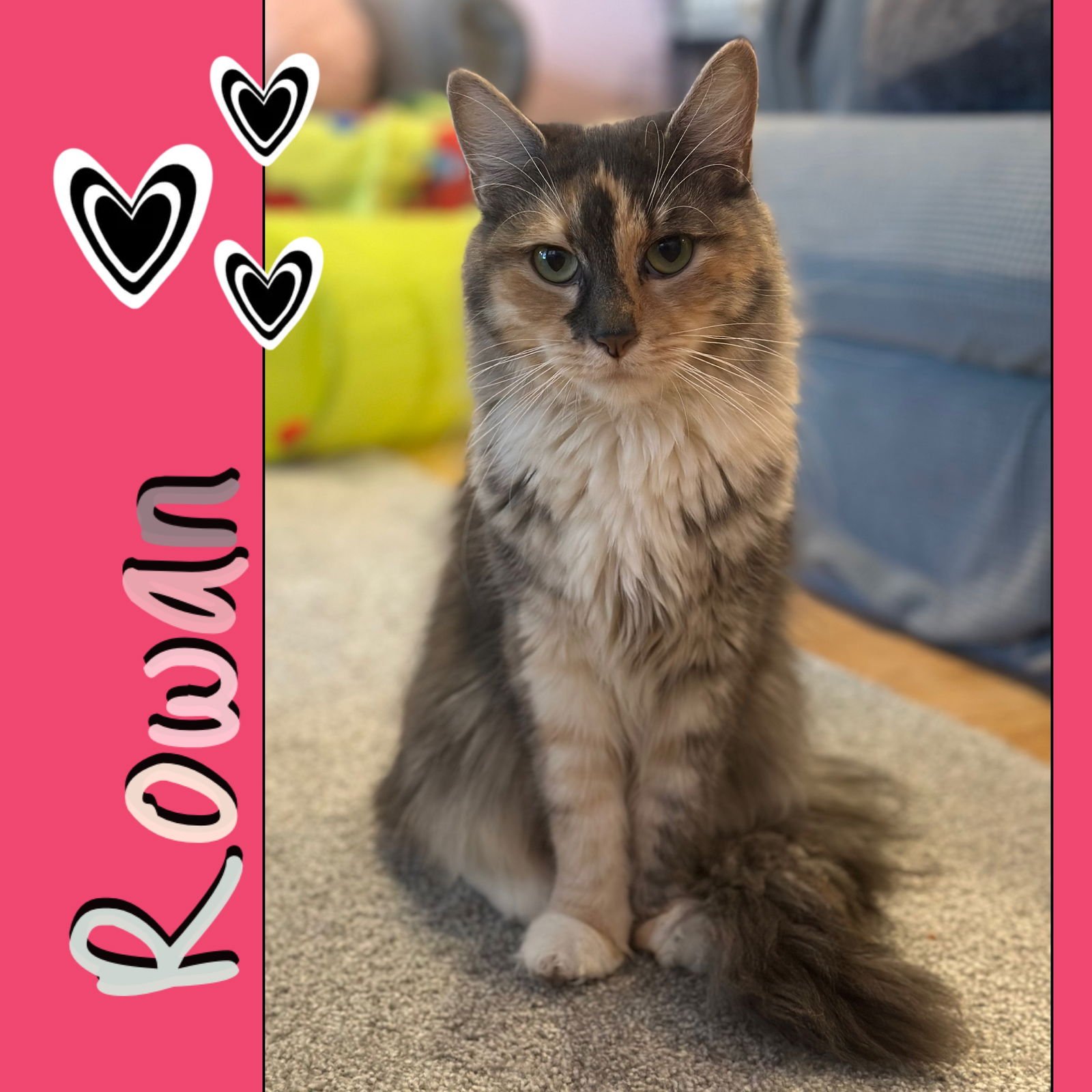 ROWAN (EASY-GOING, GENTLE SWEETHEART) - Domestic Medium Hair available for adoption