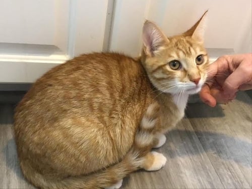SIMIT - Domestic Short Hair available for adoption