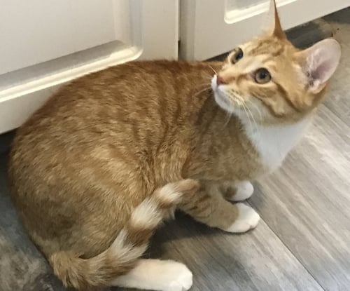 SIMIT - Domestic Short Hair available for adoption