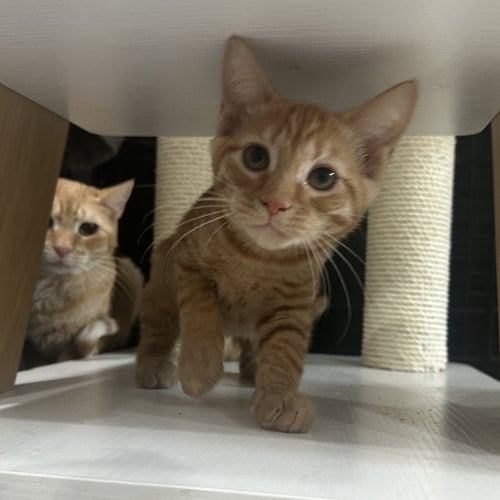 SRIRACHA - Domestic Short Hair available for adoption