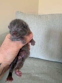 Frankie (bonded with Pixie) - Photo 1