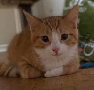 STANLEY - Domestic Short Hair available for adoption