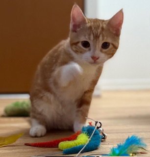 STANLEY - Domestic Short Hair available for adoption
