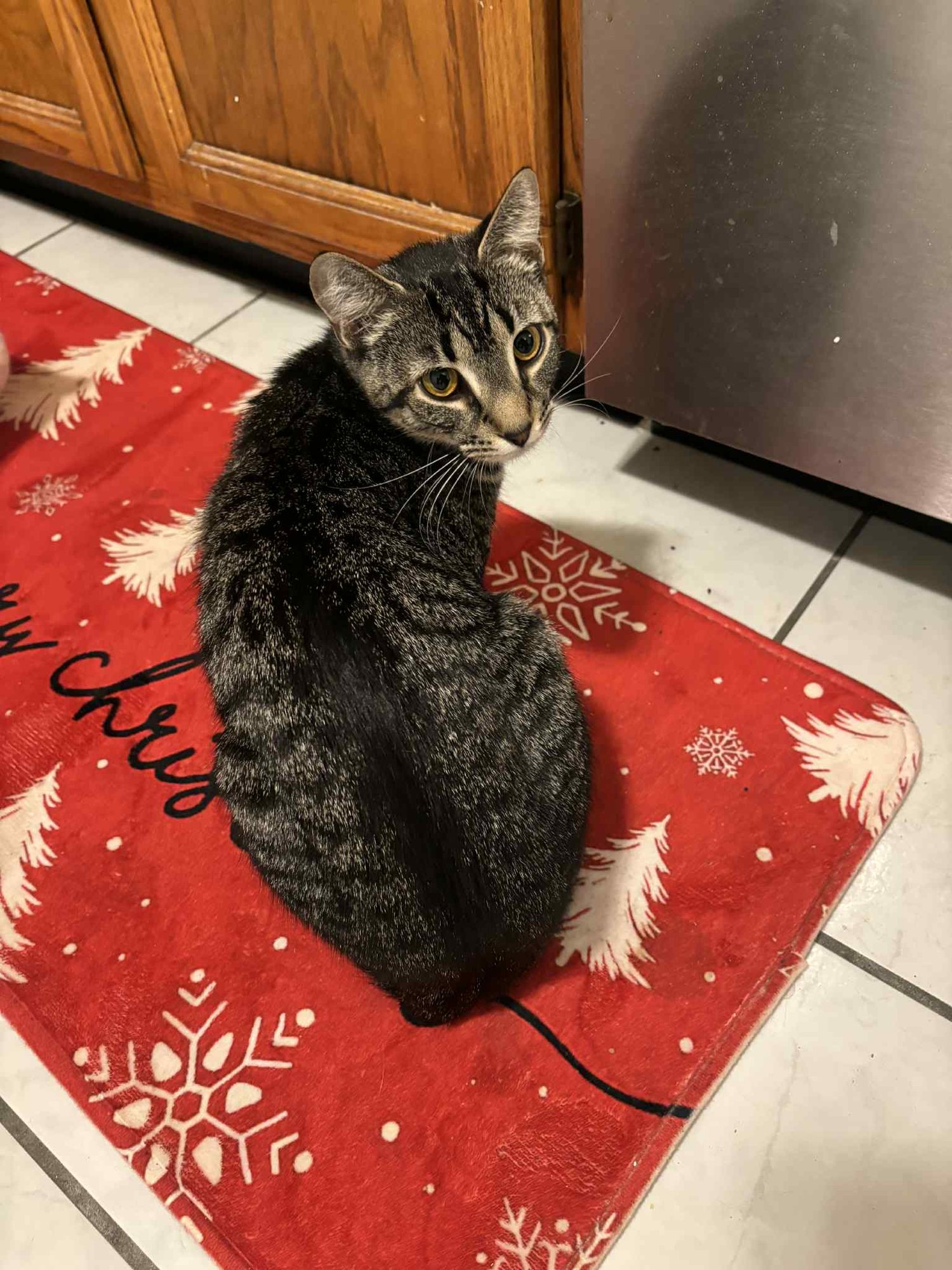 MARIAH - Domestic Short Hair available for adoption