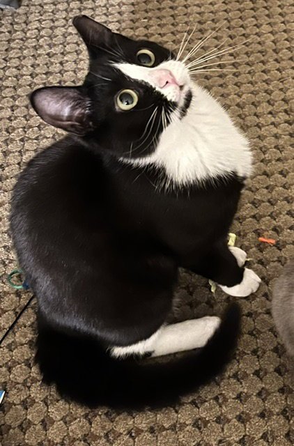 CALISTA (BONDED WITH JUNE) - Domestic Short Hair available for adoption