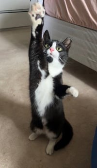 Calista (bonded with June) - Photo 4