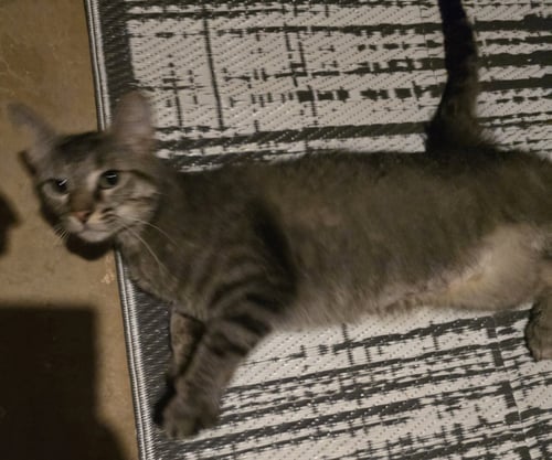 PENNELOPE - Domestic Short Hair available for adoption