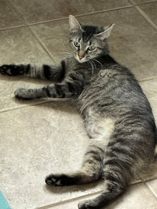 PENNELOPE - Domestic Short Hair available for adoption