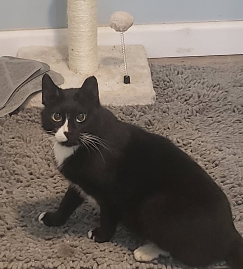 CAMMIE - Domestic Short Hair available for adoption