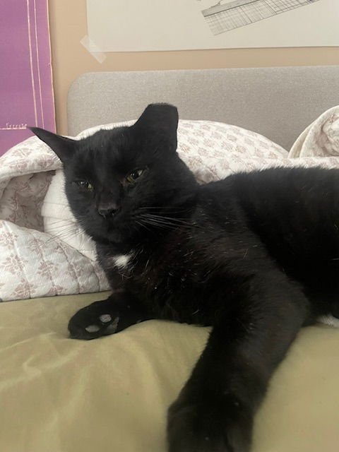 THOMAS - Domestic Short Hair available for adoption