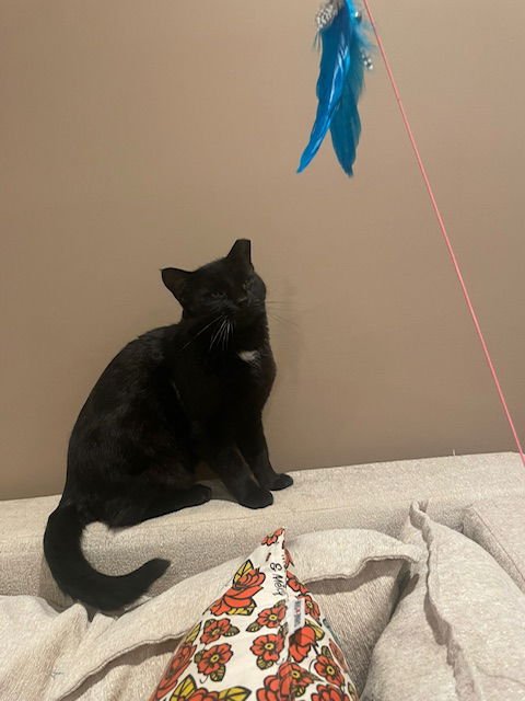 THOMAS - Domestic Short Hair available for adoption