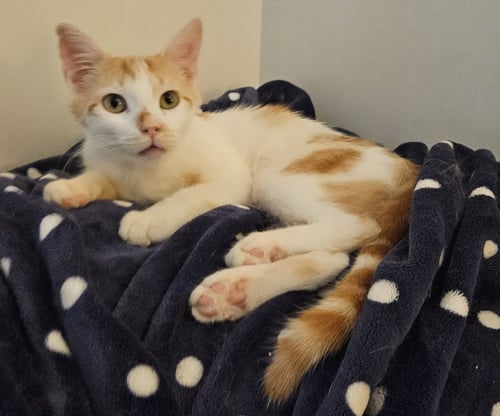 MILO K - Domestic Short Hair available for adoption