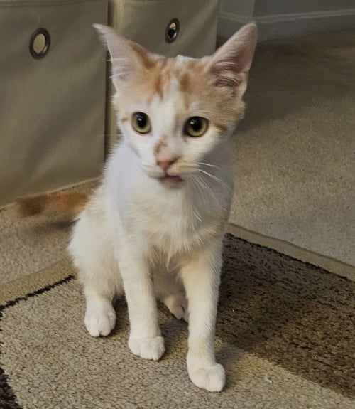 MILO K - Domestic Short Hair available for adoption