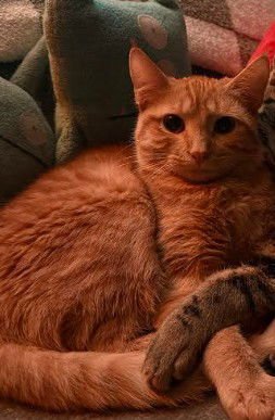 CROISSANT - Domestic Short Hair available for adoption