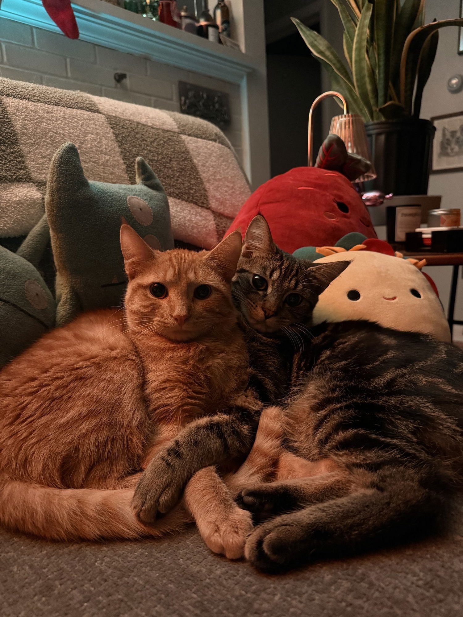 CROISSANT - Domestic Short Hair available for adoption