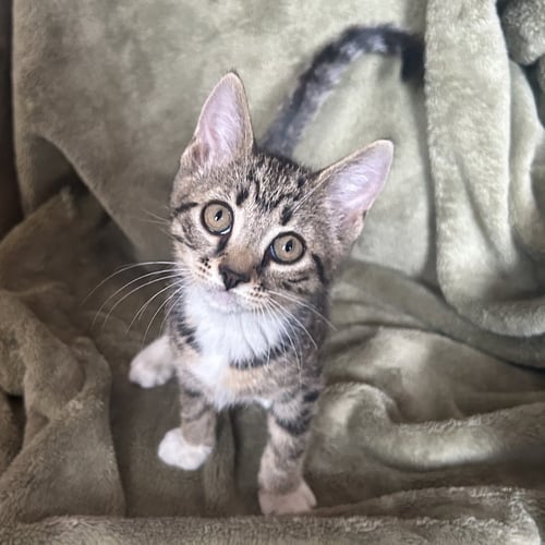 BELLA - Domestic Short Hair available for adoption