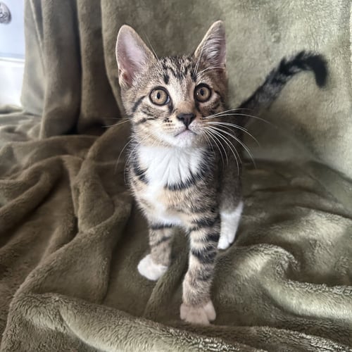 BELLA - Domestic Short Hair available for adoption