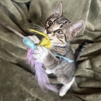 Bella - Photo 5