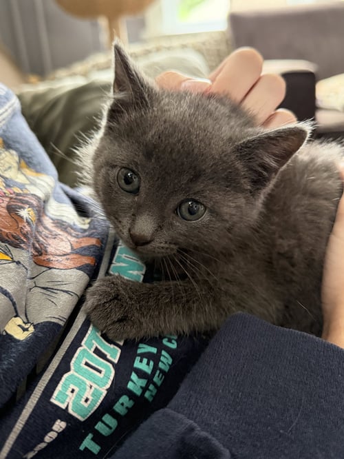 MIG (ADOPT WITH BROTHER TIG) - Domestic Short Hair available for adoption