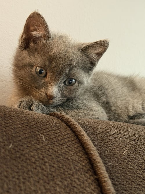 MIG (ADOPT WITH BROTHER TIG) - Domestic Short Hair available for adoption