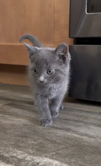 Mig (adopt with brother Tig) - Photo 3
