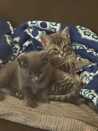 Mig (adopt with brother Tig) - Photo 7