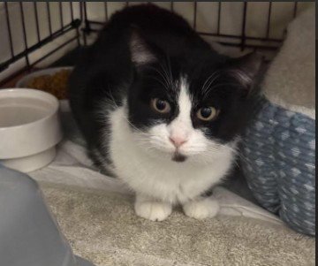 ZADIE - Domestic Short Hair available for adoption