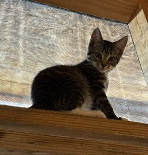 SPIDER MONKEY - Domestic Short Hair available for adoption