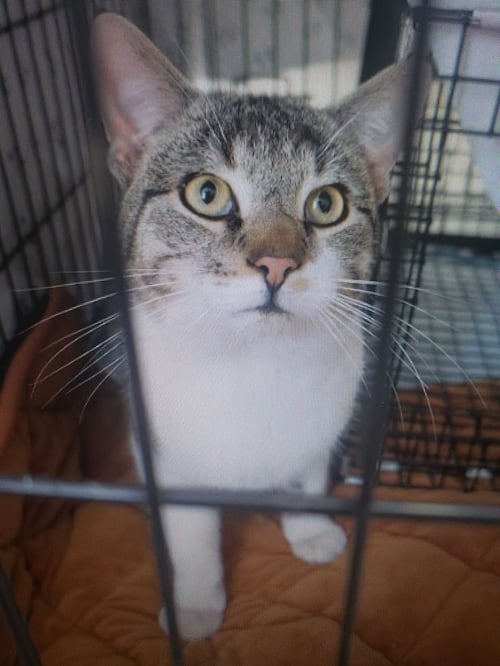 DAWSON - Domestic Short Hair available for adoption