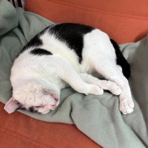RIGATONI - Domestic Short Hair available for adoption
