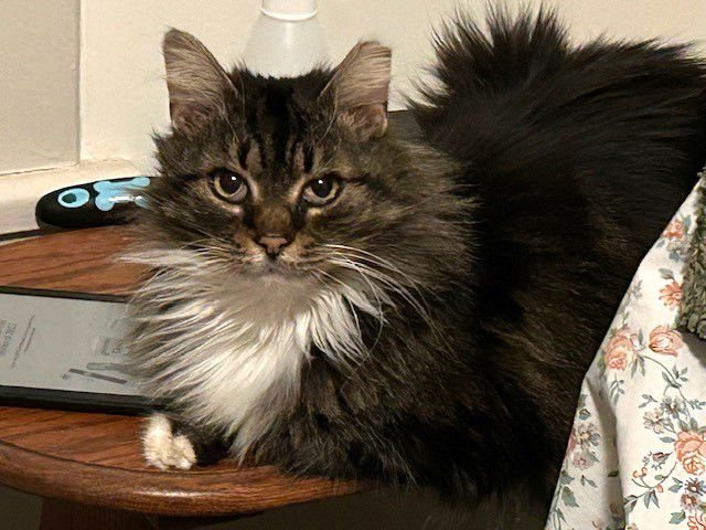 NOELLE - Domestic Long Hair available for adoption