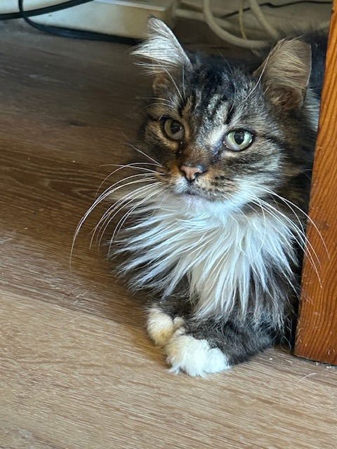 NOELLE - Domestic Long Hair available for adoption