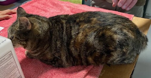 KANDY (BEAUTIFUL AND SHY) - Domestic Short Hair available for adoption