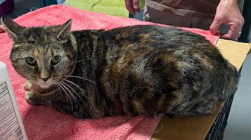 KANDY (BEAUTIFUL AND SHY) - Domestic Short Hair available for adoption