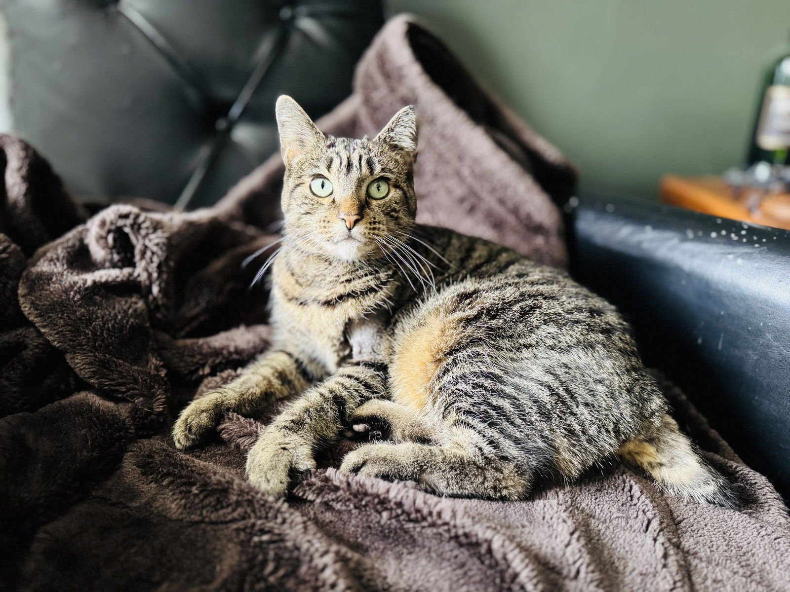 EVE - Manx / Domestic Short Hair available for adoption